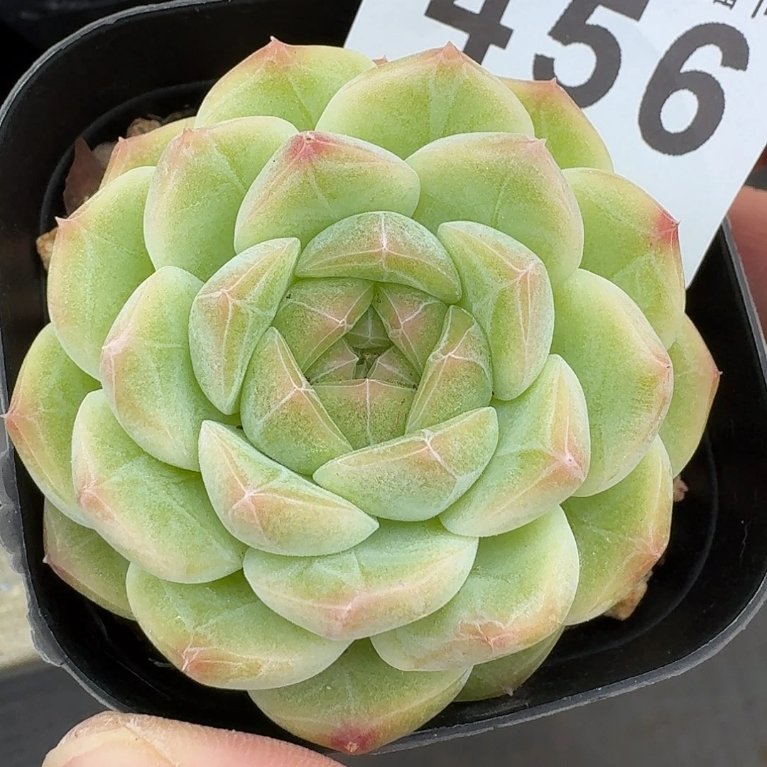 珍妮            精美多肉植物