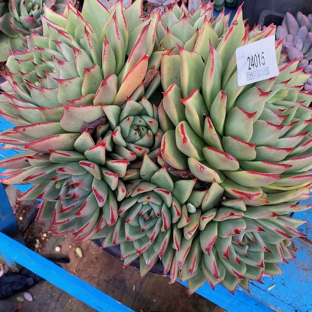 伊****乌木24015多肉多肉