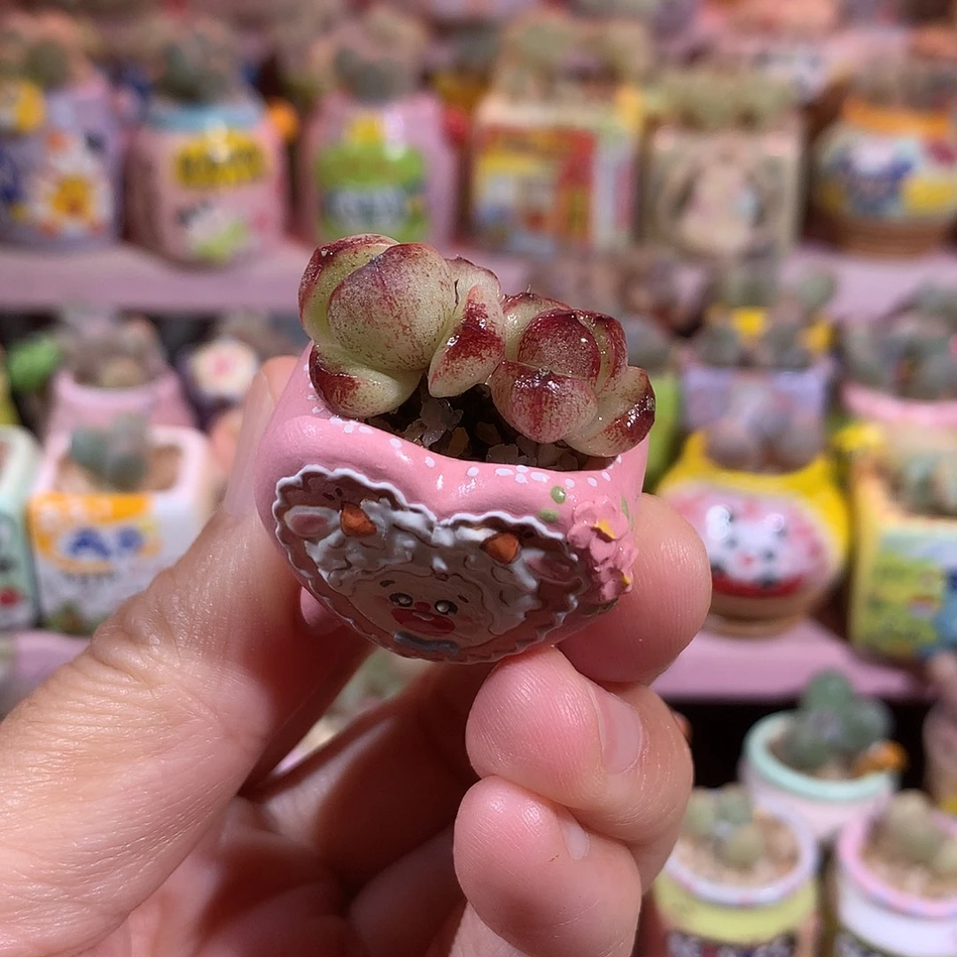 暗黑玫瑰双头带盆 满100包邮