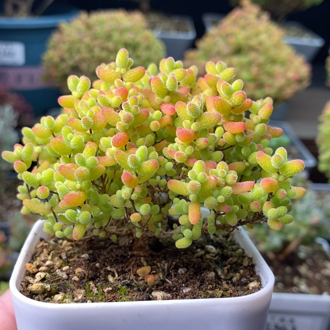 2381蜜橘糖球 。