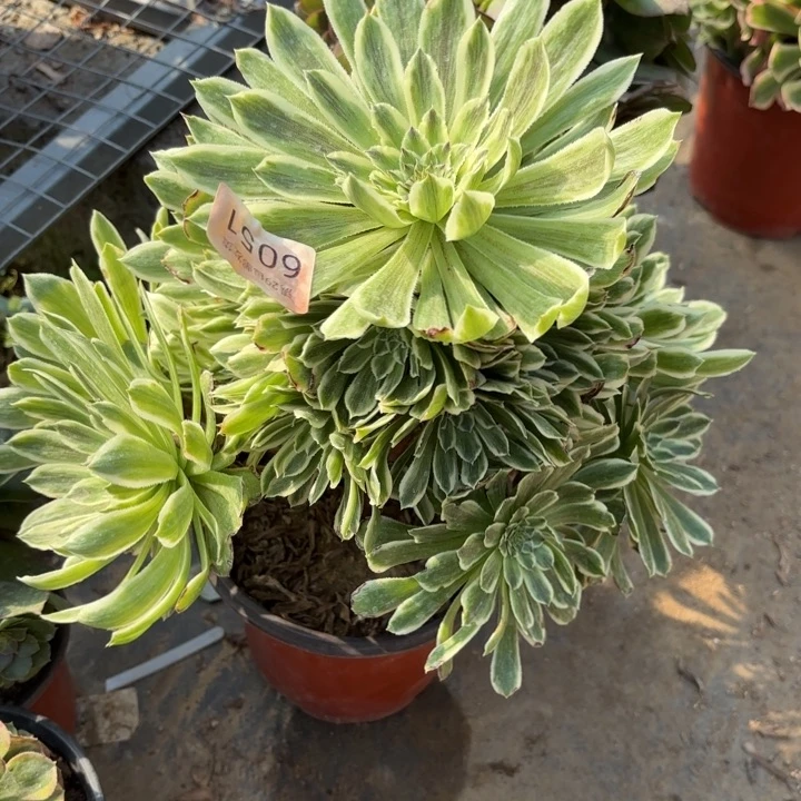 碧浪多肉法师6051