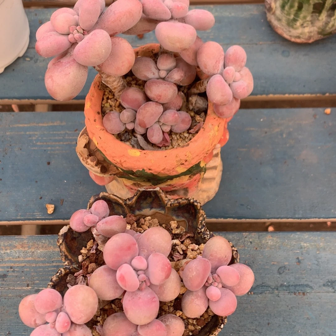 圆叶桃蛋两个一物一拍