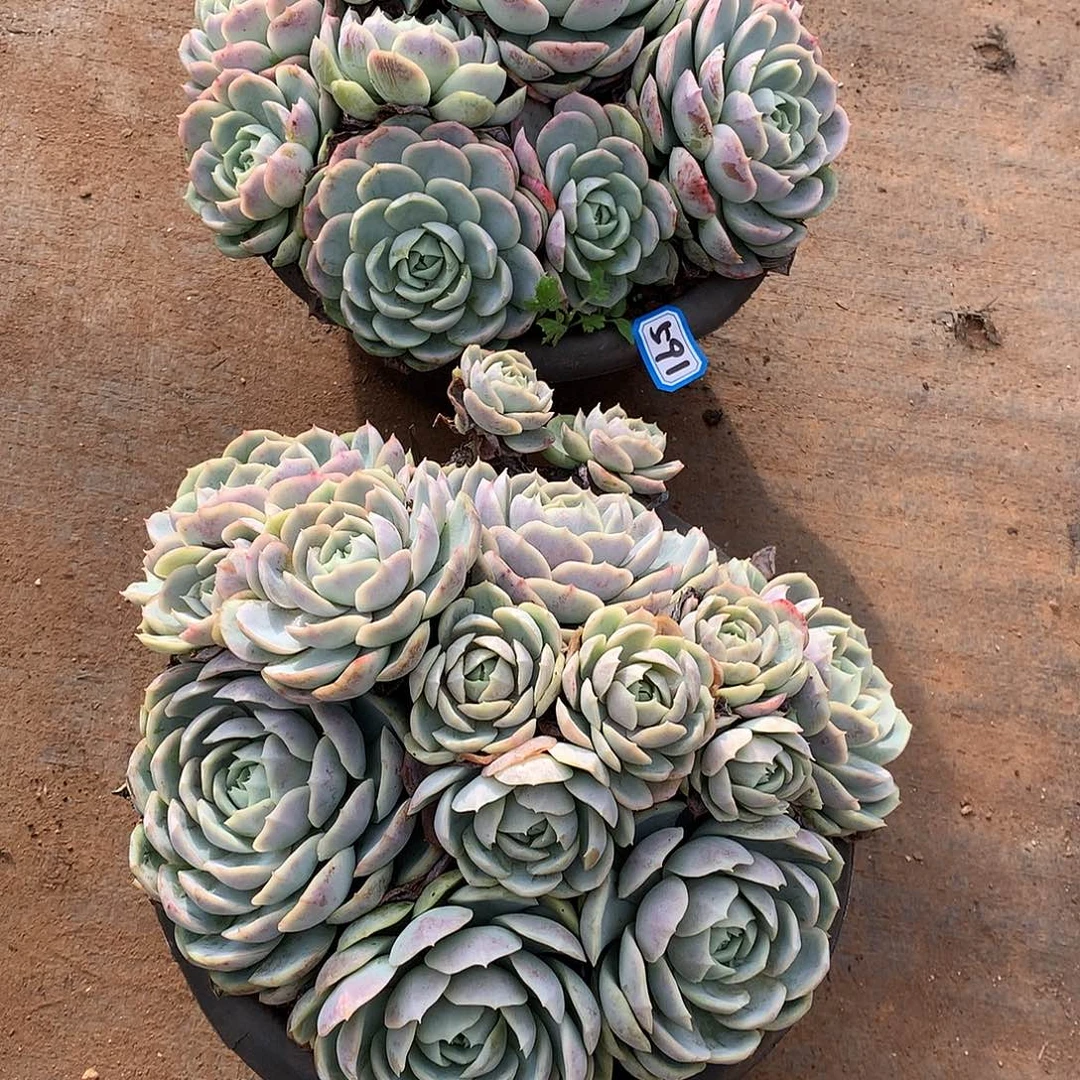 591-592两颗 一物一拍多肉