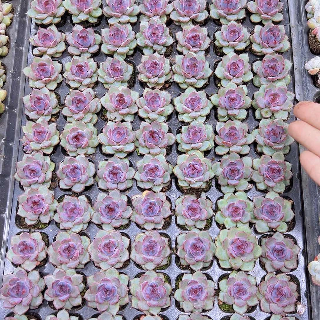 蓝莓苗3个19包邮多肉