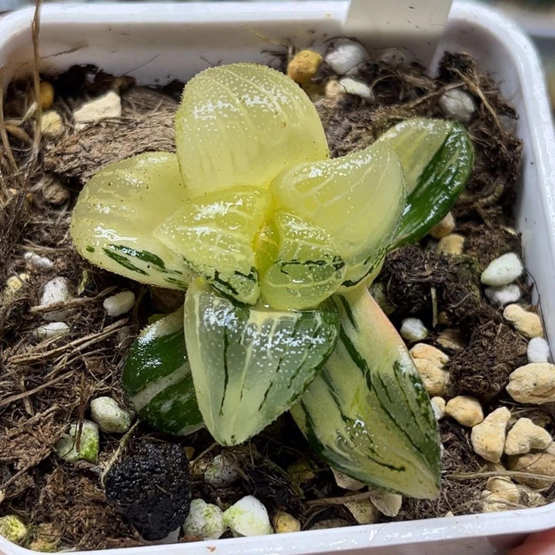 32史扑鹰爪锦带仔福利专场