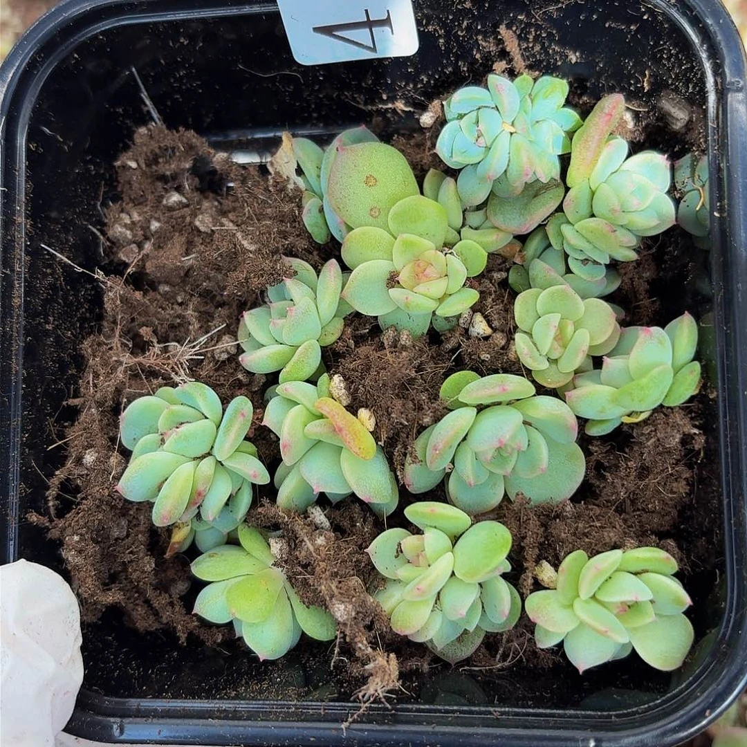 温***，多肉植物多肉植物406