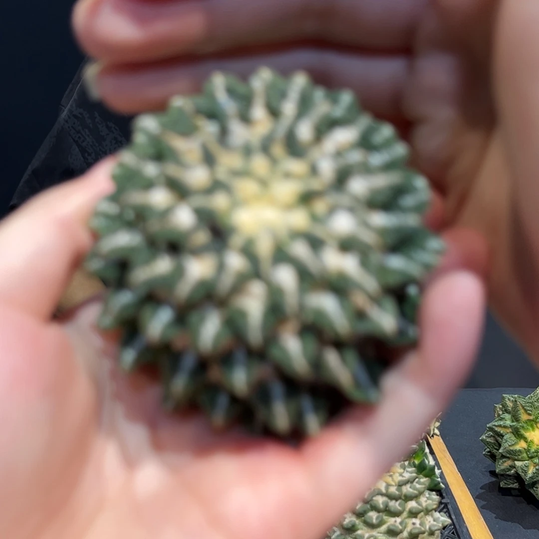 6cm无根大黑牡丹福利1颗