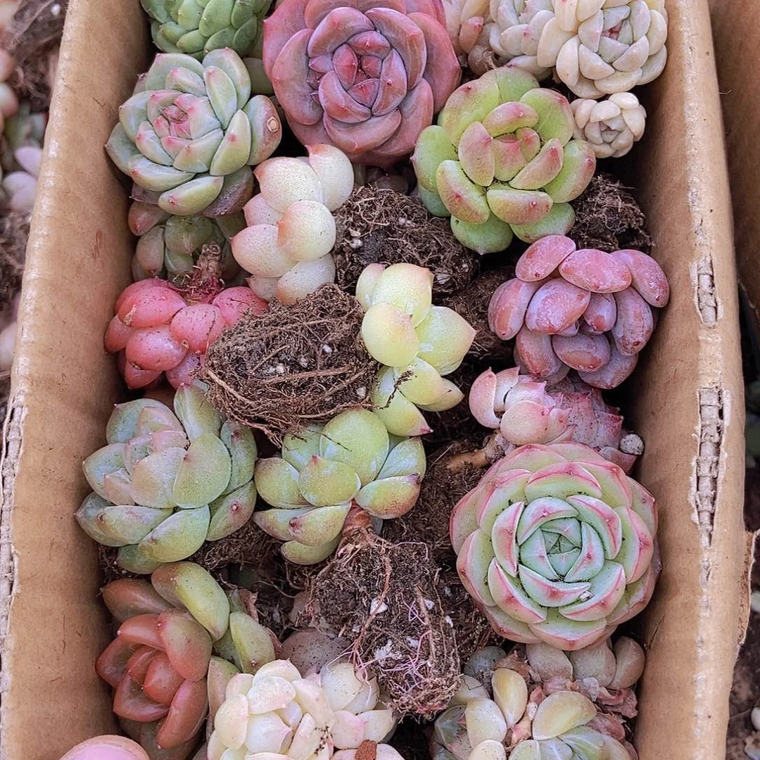 000000000001量拍保底20颗