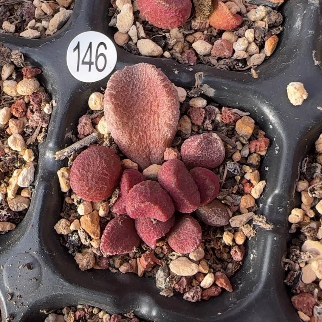 夏娃水泡多肉植物146