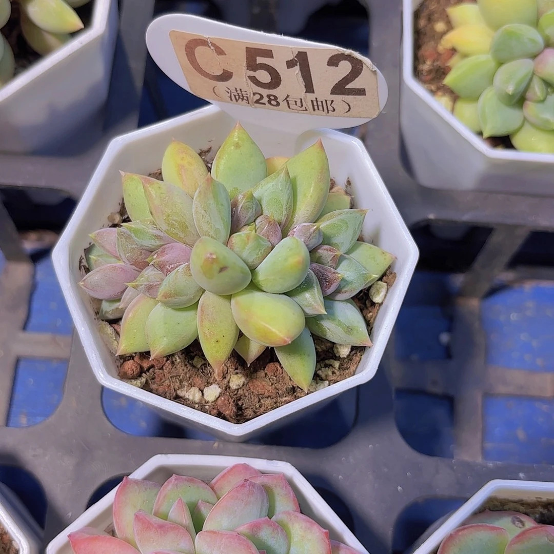 C512红象牙一物一拍