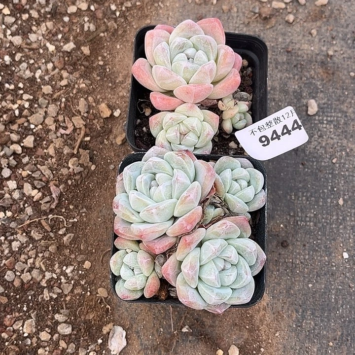 阿雅园艺。        9444