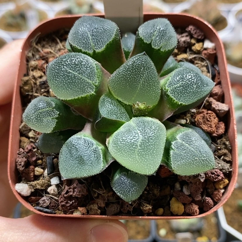 【闪购商品】16翠贝