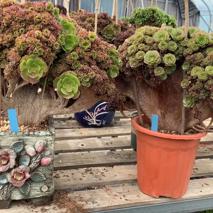 芳***旧两颗发货了发货了