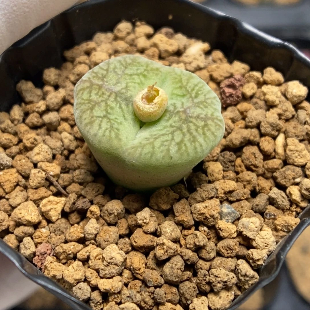 多肉植物肉锥杂交K-4948 风铃杂