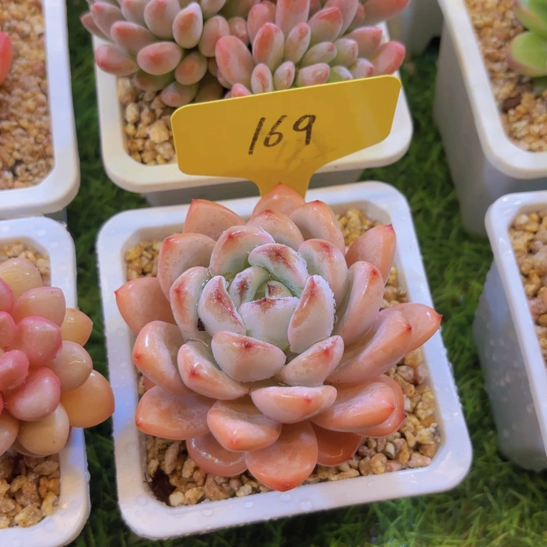 丿*我的小可爱们都好可爱