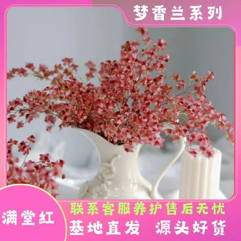【满堂红】梦香兰精致盆栽易爆盆好养阳台庭院爆花多年生