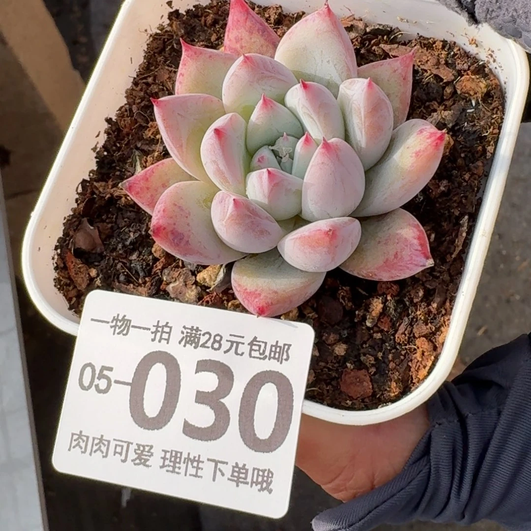 祖母绿无盆土发货无