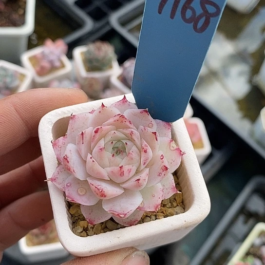 镇****店1168多肉植物老桩