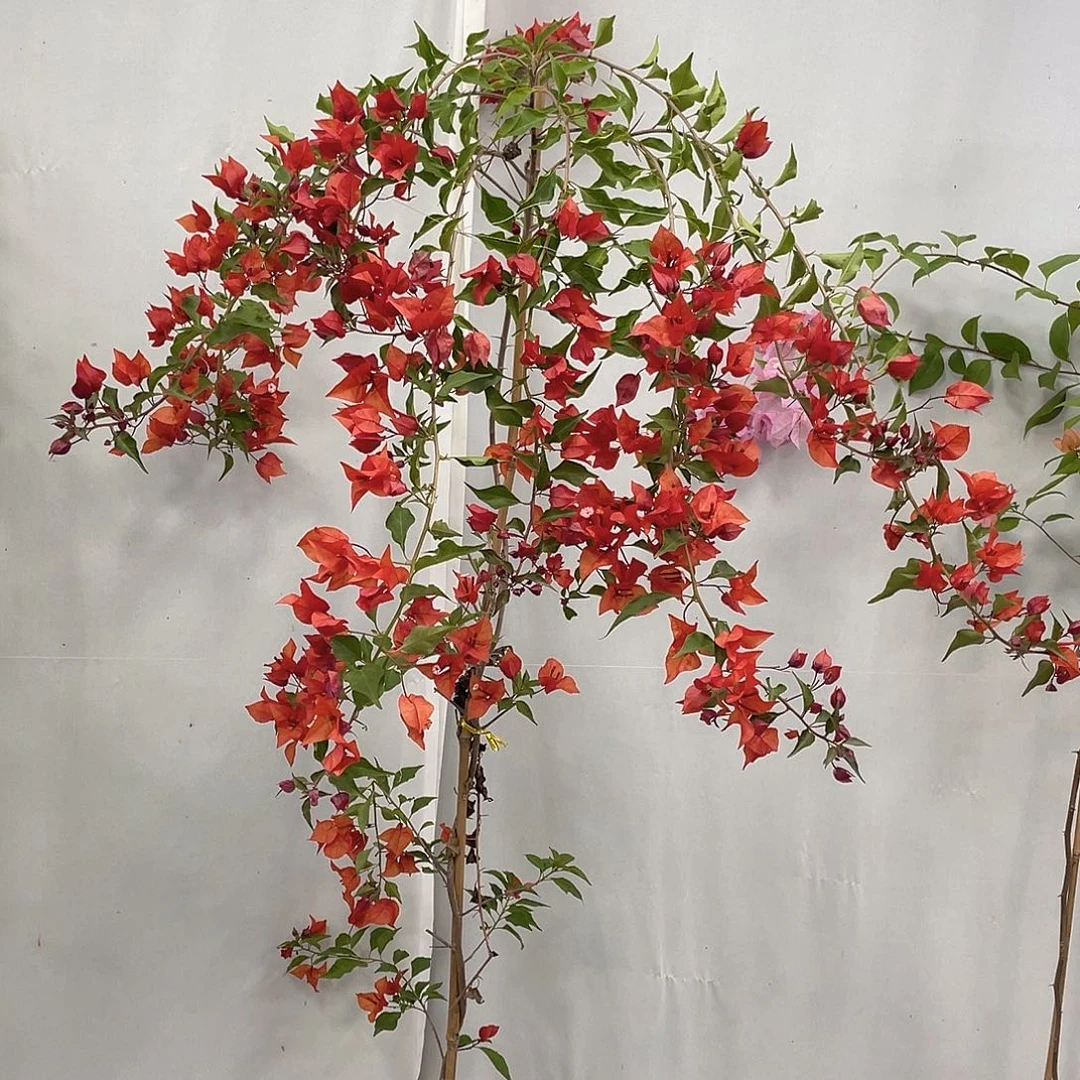 完全开放巴黎欧莱雅小