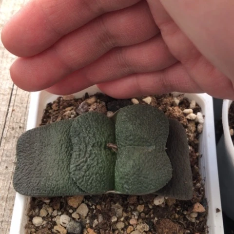 军配蜗牛哈哈哈哈哈哈