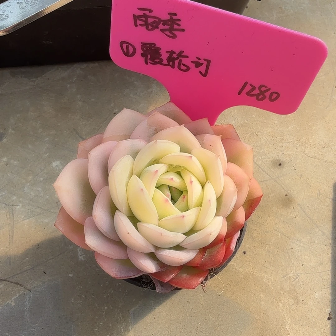 雨***⁵订覆轮1号，多肉植物。