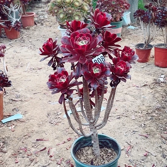 808美杜莎嫁接老桩