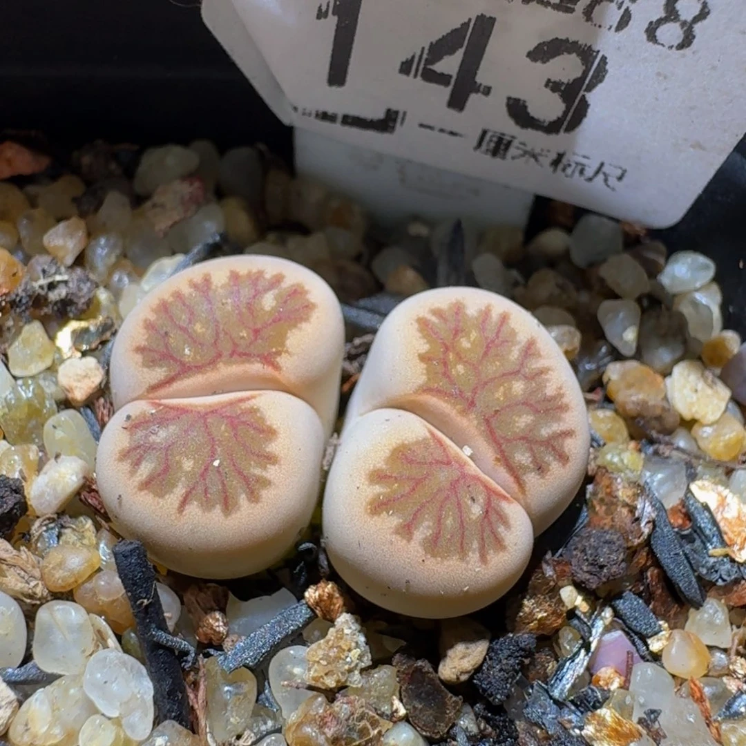 Sssss精品生石花143