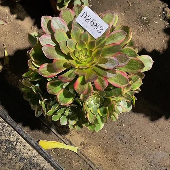 2583半夏多肉法师锦