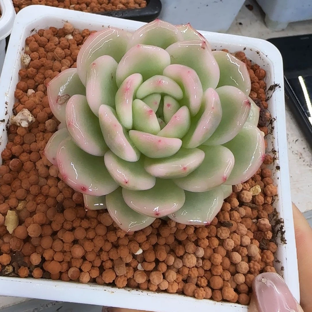 星影锦多肉植物的