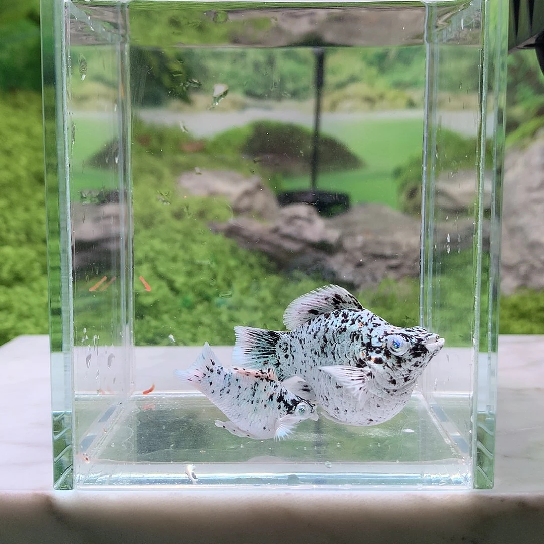 海水鱼1号圆尾奶牛