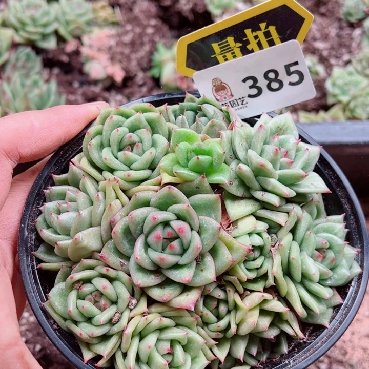 多肉植物多肉植物