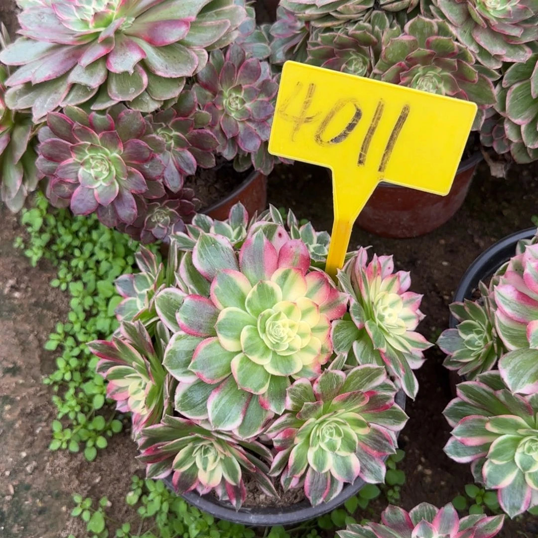 4011--海王多肉植物