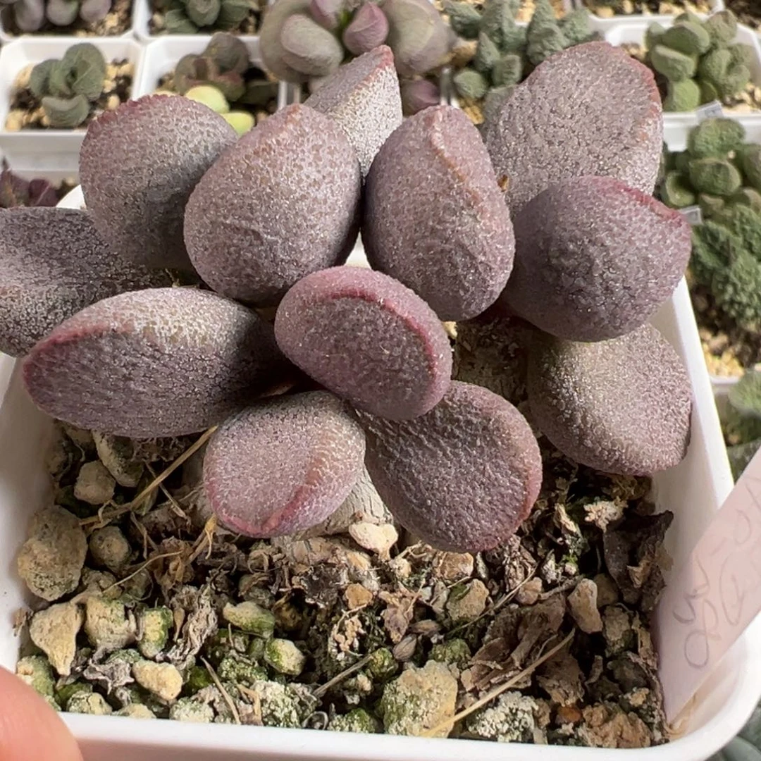 79号多头纯木质桩多肉植物水泡