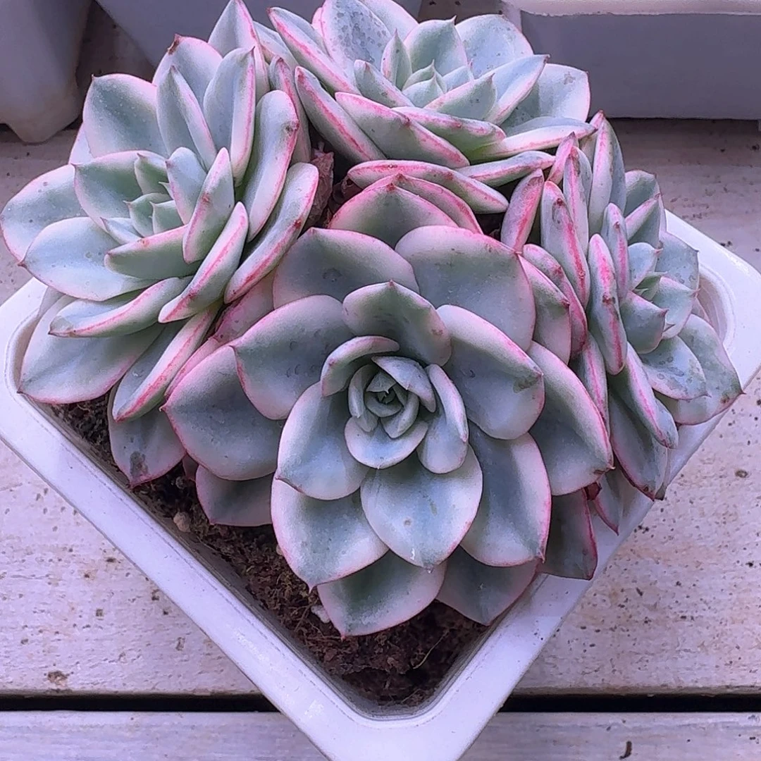 奶油黄桃锦四头群