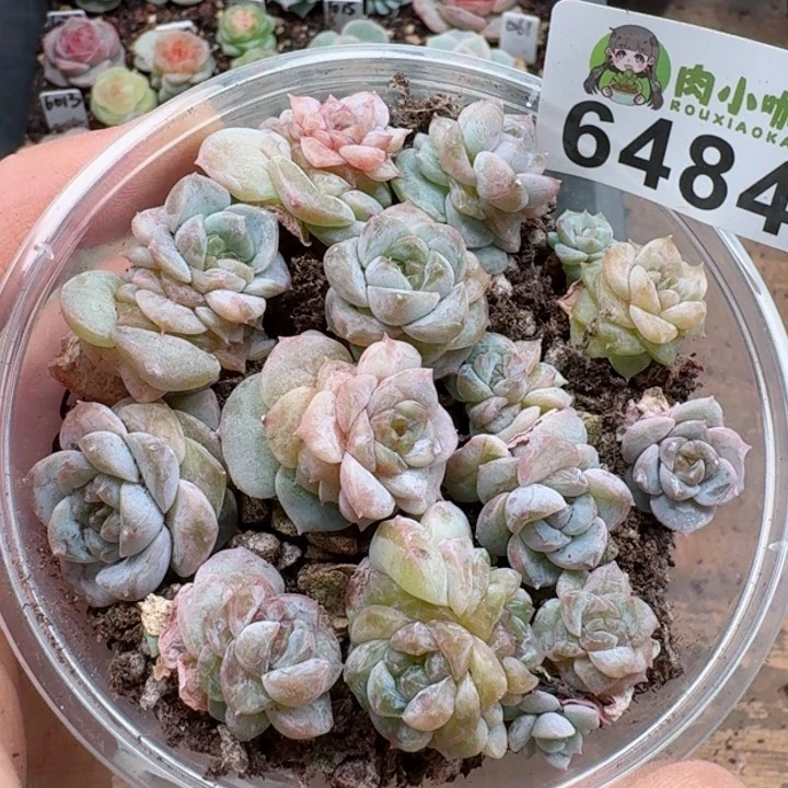 多肉植物多肉植物