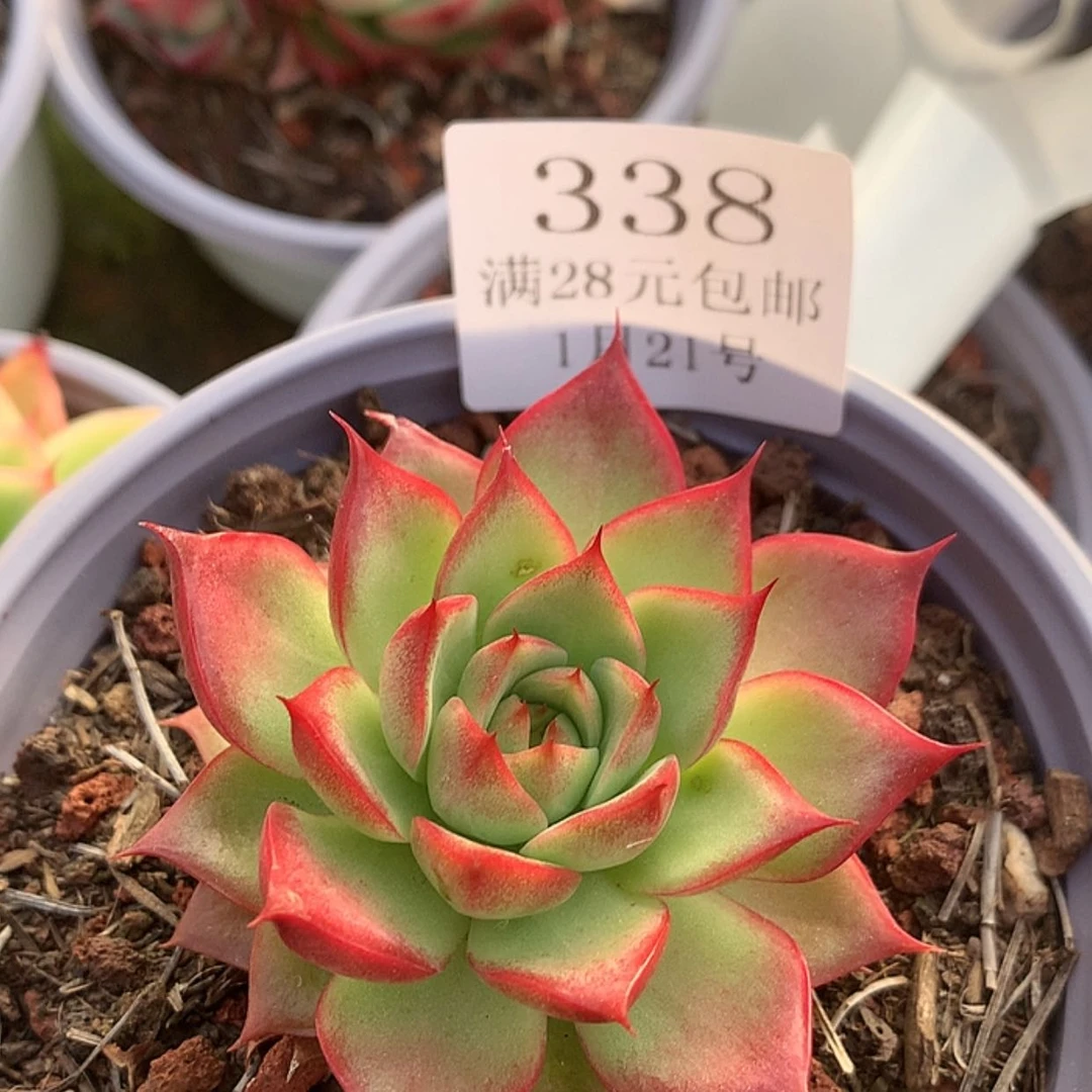 【闪购商品】云338