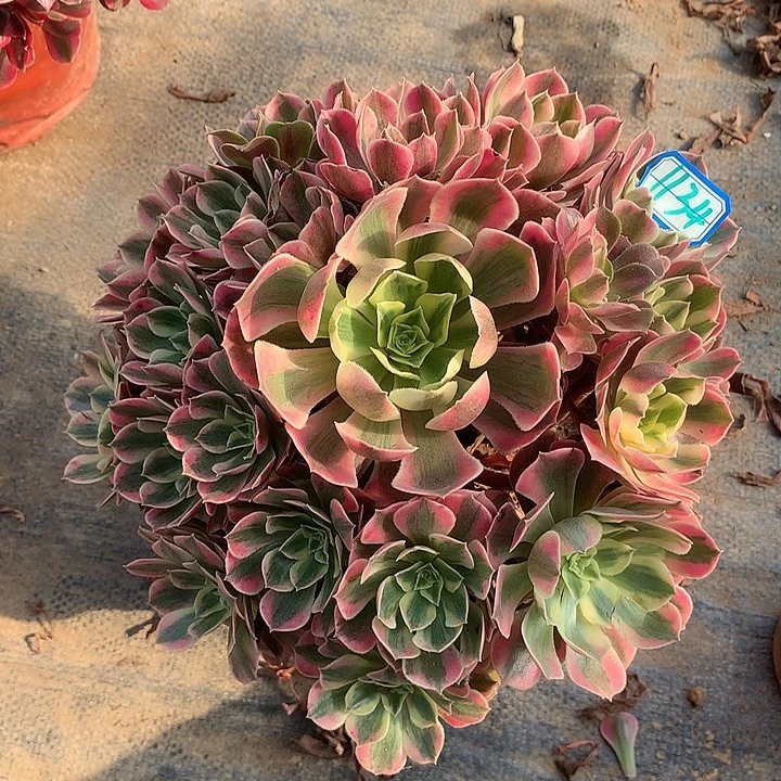 多肉植物女妖1134