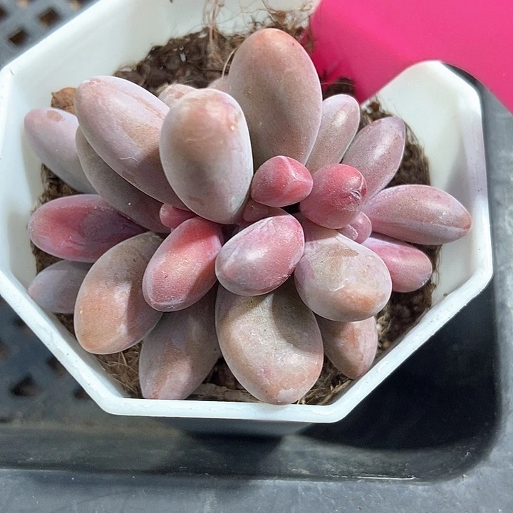 多肉植物手指朵朵60