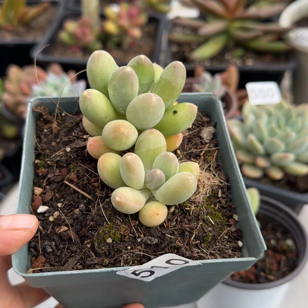 510号一物一拍一物一拍一物一拍一物一拍