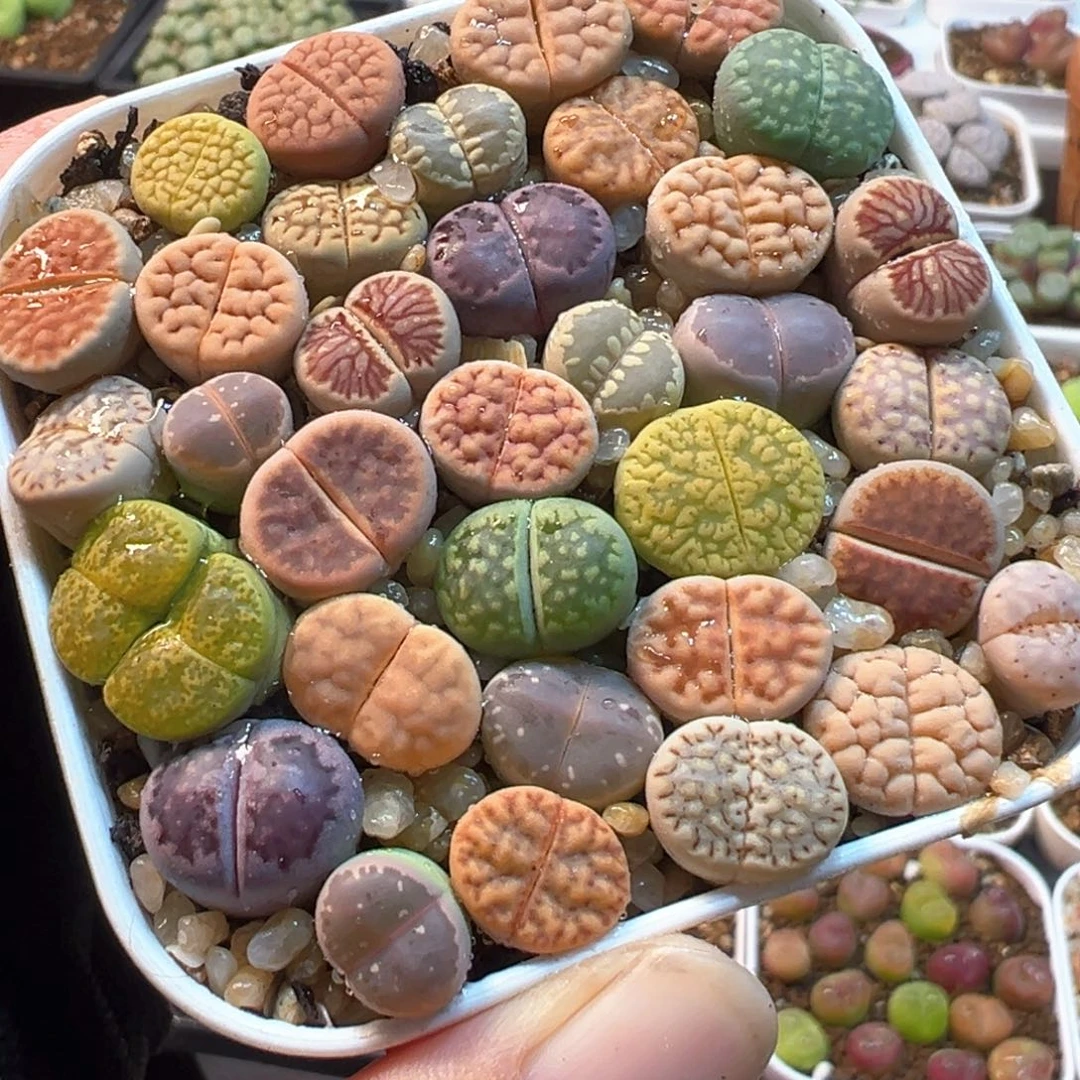 012多肉植物种类多样