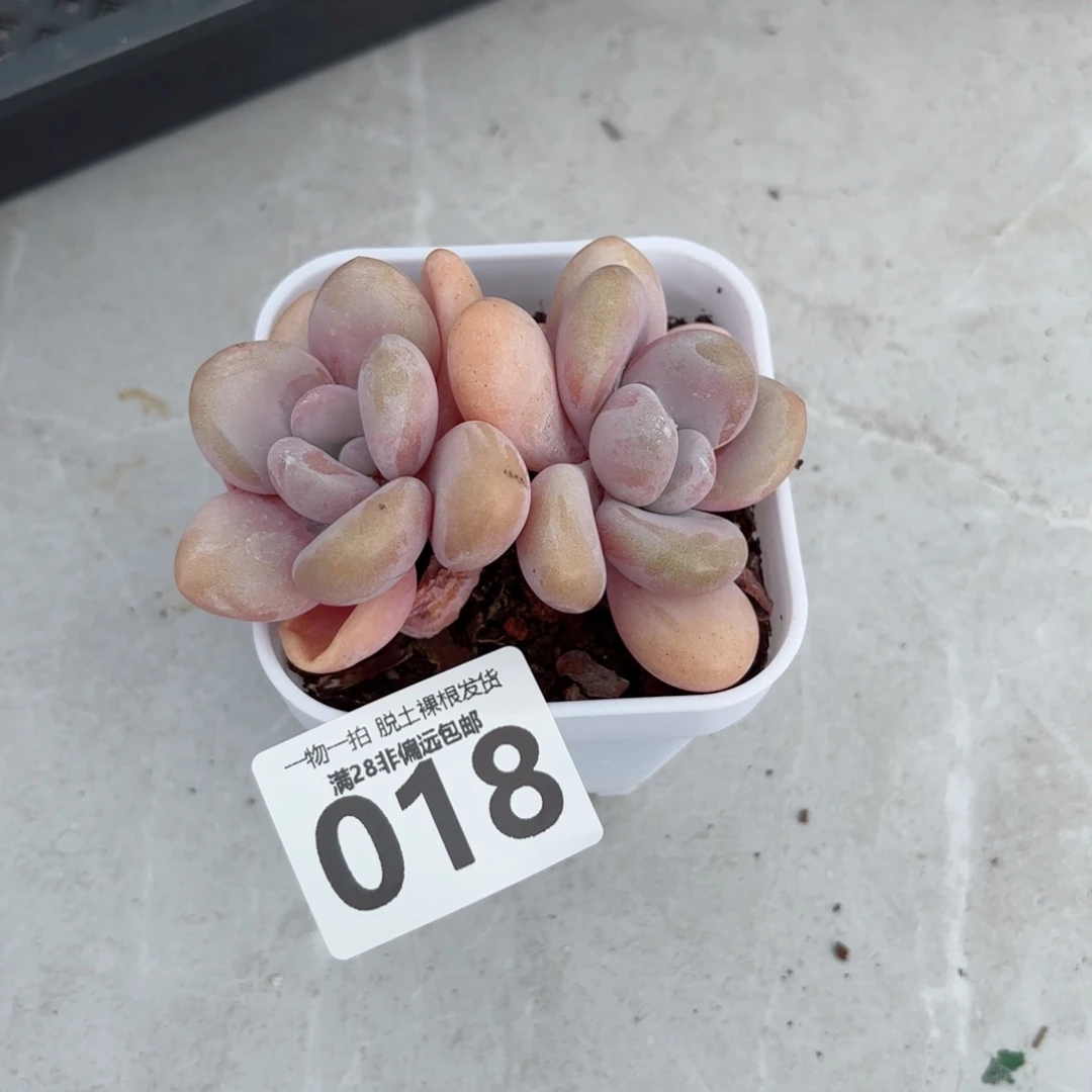 粉兔老桩无盆土发货