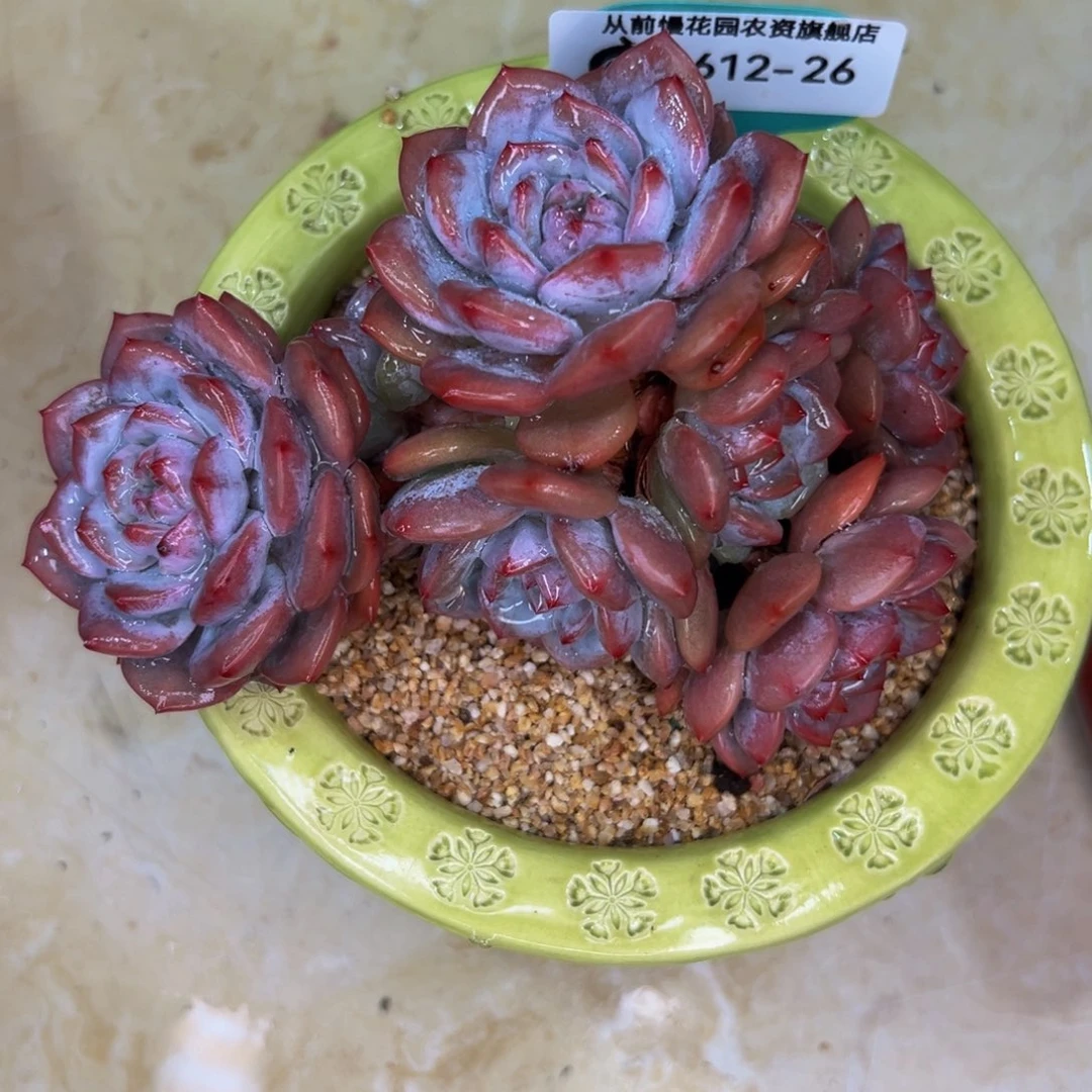 多肉一物一拍0612-26