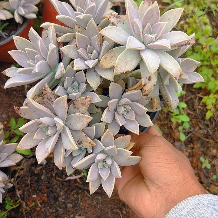 多肉植物。。。。。。。。。。。。。。。。。。