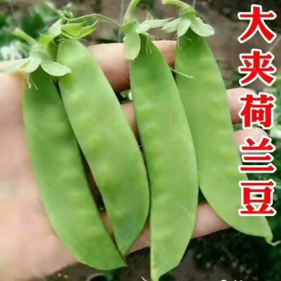 【双花双荚荷兰豆种子】甜脆荷兰豆种子菜豌豆双花双夹豆角蔬菜种子