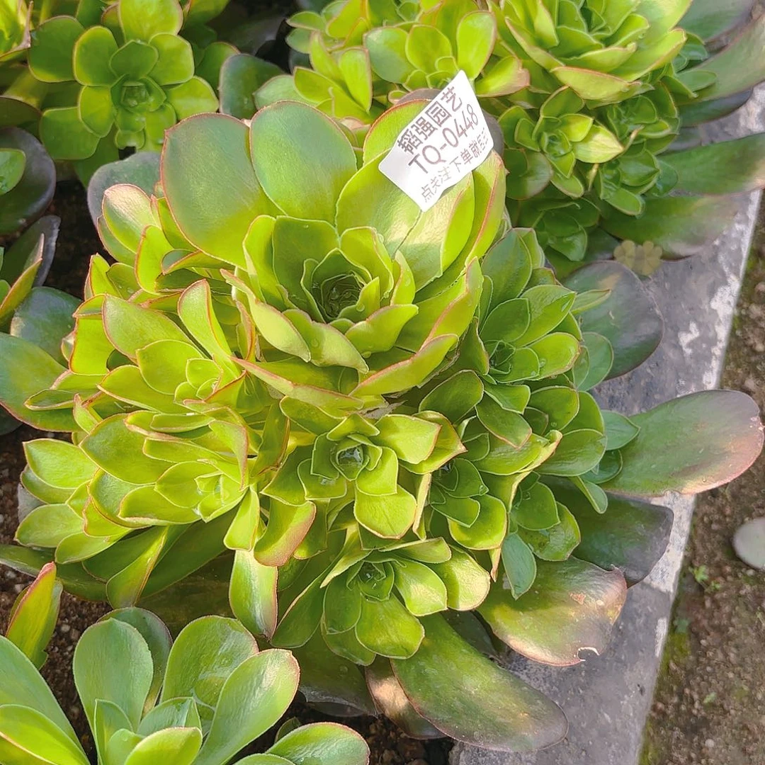 魅金多肉植物一号448