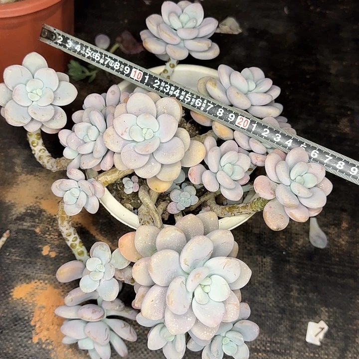 多肉植物一物一拍洛神432