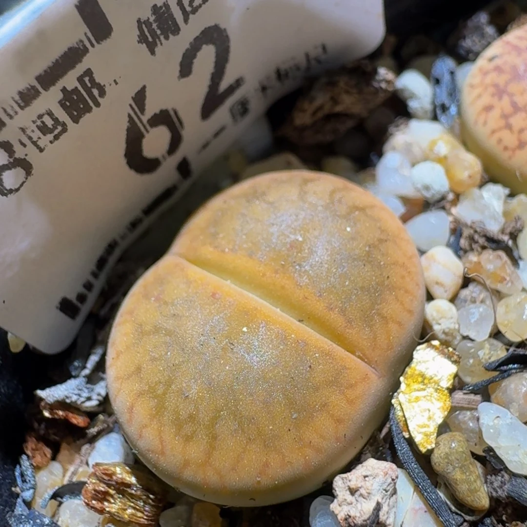 Ssss清货价便宜出62