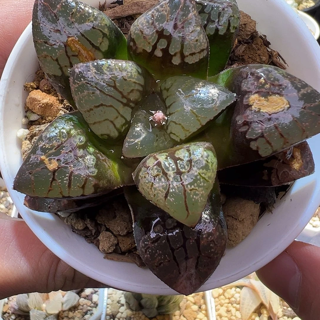 27号实生克特选福利