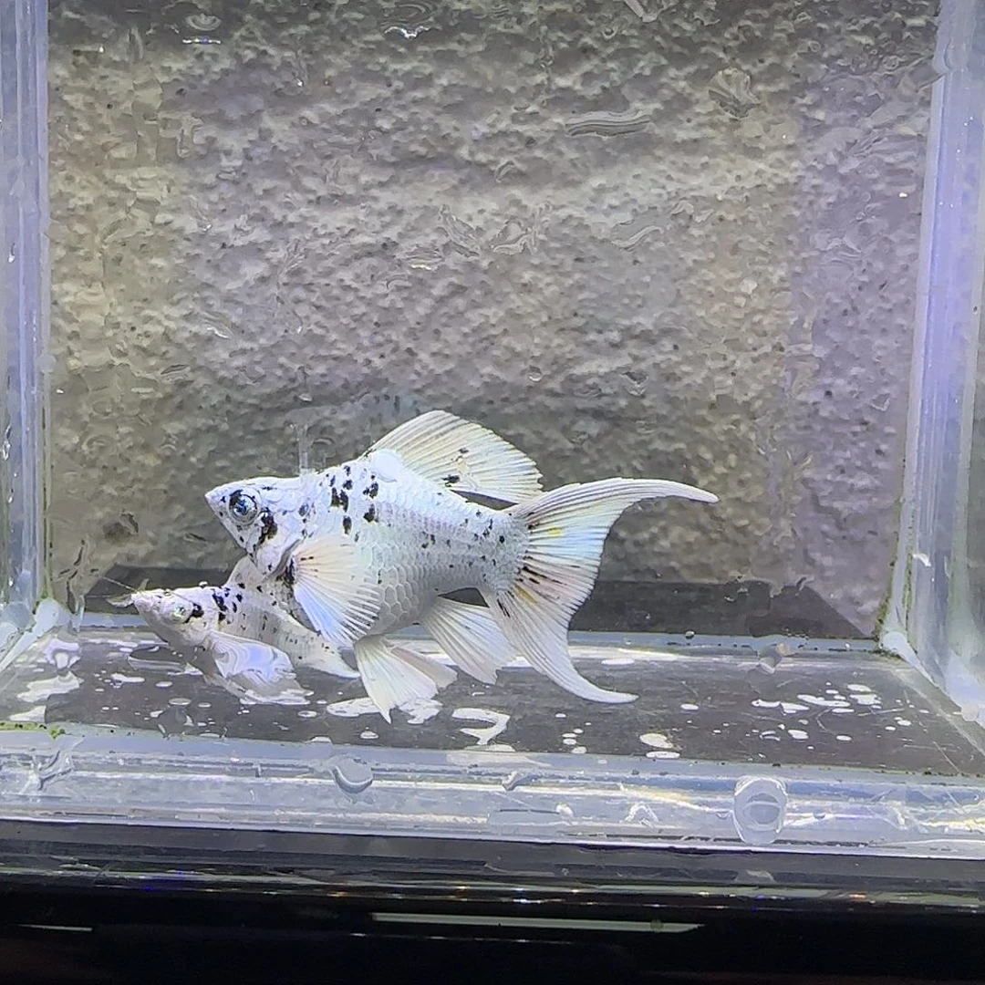 孔雀鱼奶牛玛丽。60号