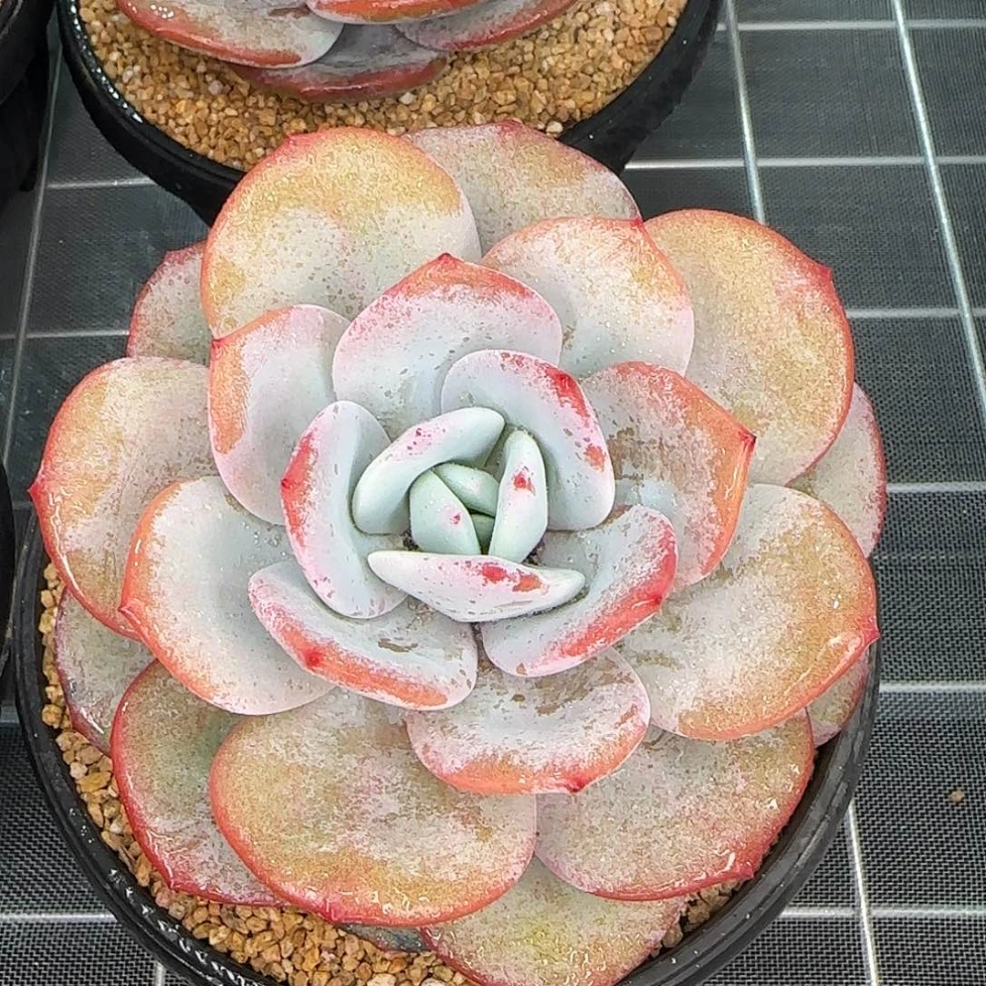 从前慢花园精选奶茶大